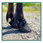 Preview: Flex Hoof Boots, Flex Boots