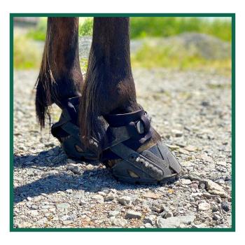 Flex Hoof Boots, Flex Boots